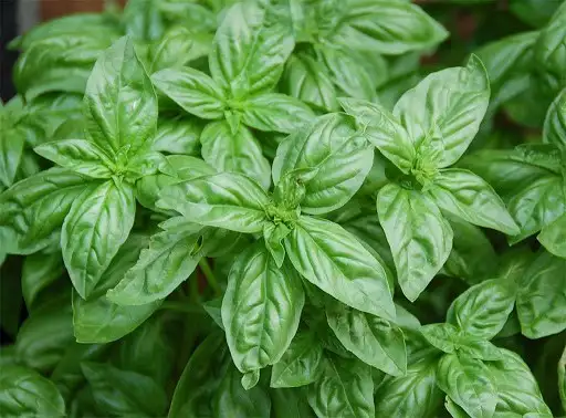 Семена базилика (салатный душистый) фото 2