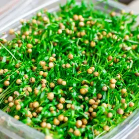 Микрозелень кинзы