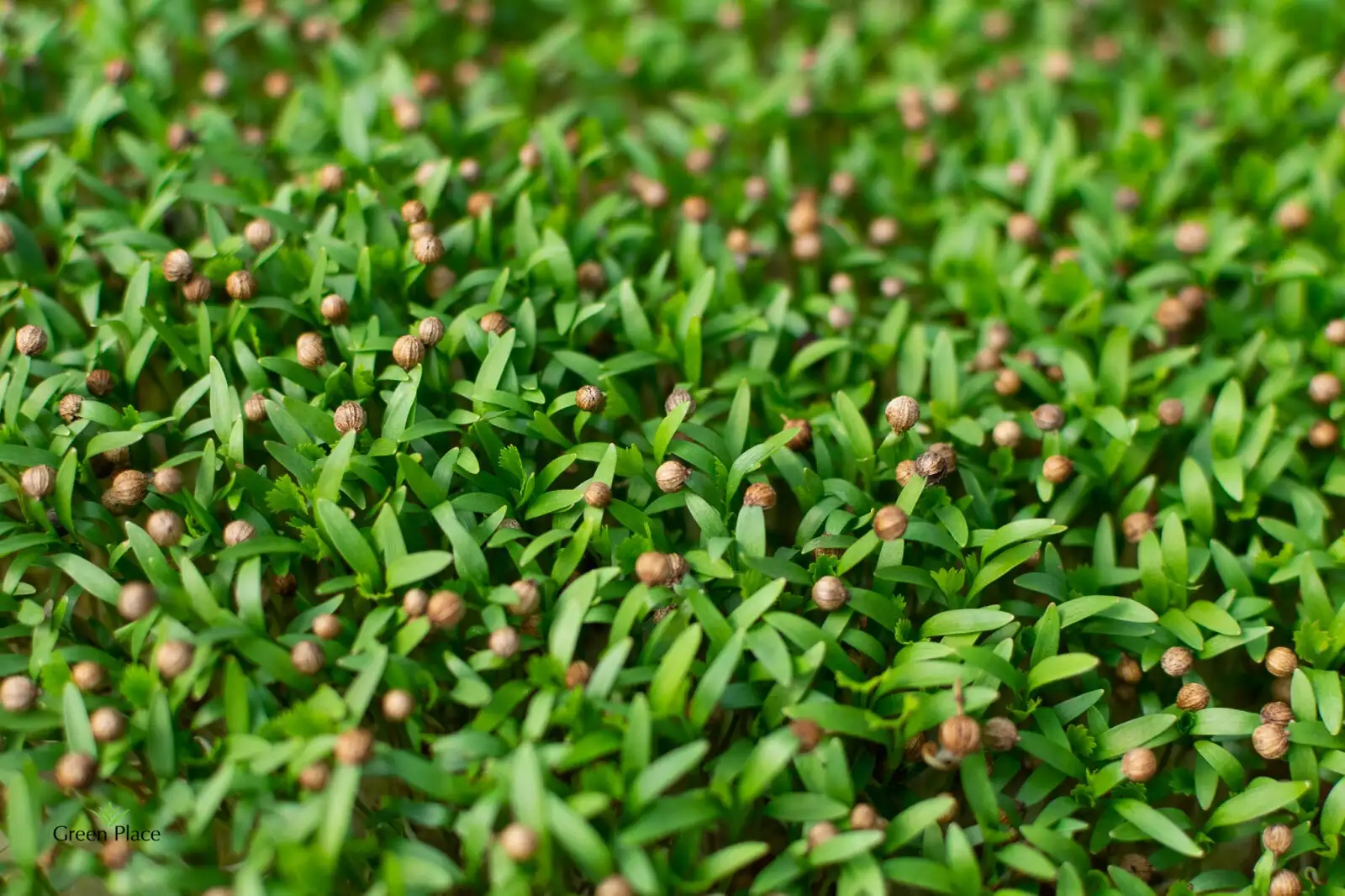 Микрозелень кинзы фото 2