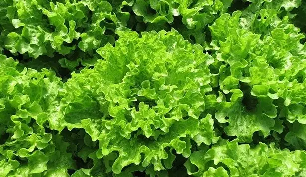 Семена салата Джентиль фото 2