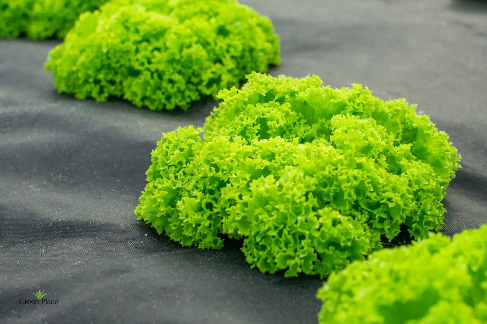 Семена Салата Джентиль (White) фото 2