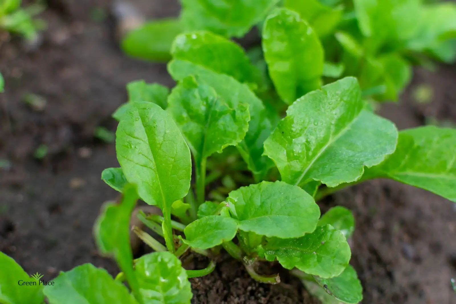 Шпинат фото 2