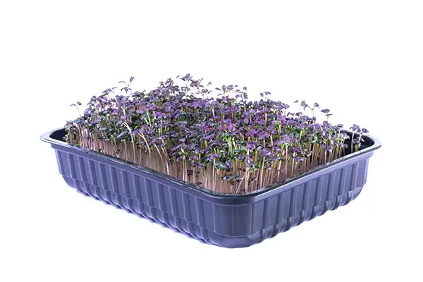 Семена горчицы (листовая фиолетовая) фото 3