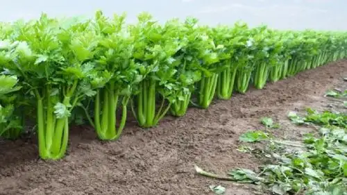 Сельдерей фото 2