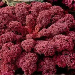 Семена листовой капусты Кейл (красная) фото 2