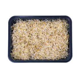 Проростки клевера