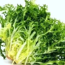 Семена салата Фризе (Эндивий)