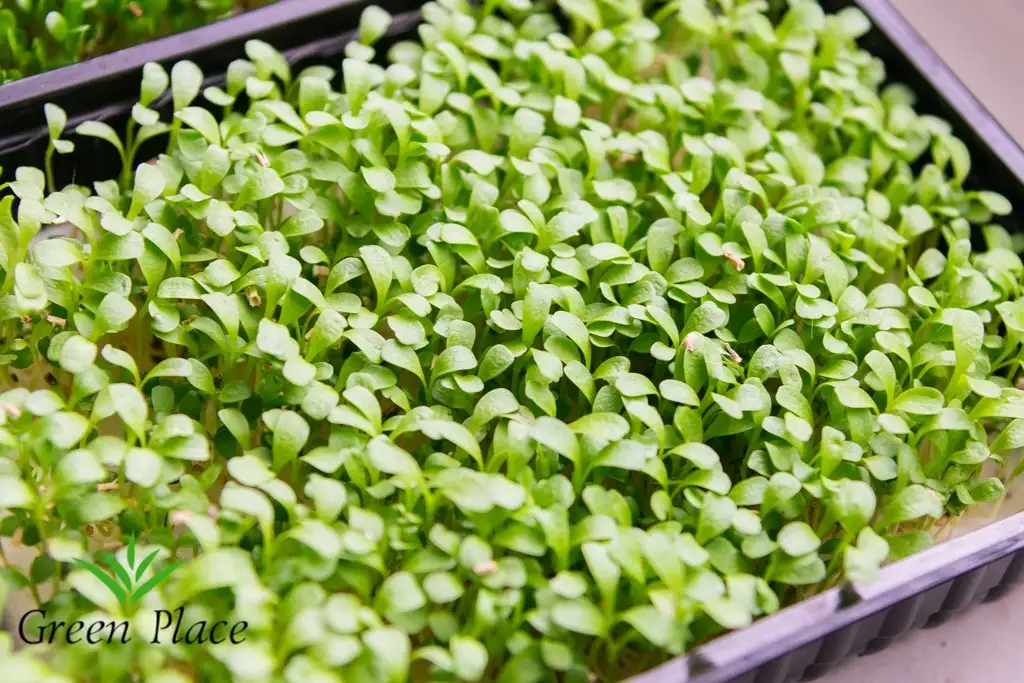 Семена салата Фризе (Эндивий) фото 2