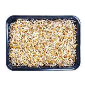 Проростки пажитника