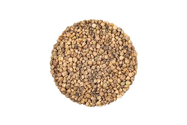 Семена корн-салата (Grote Noordhollandse) фото 2