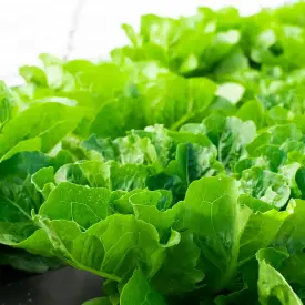 Салат Ромен (зеленый)