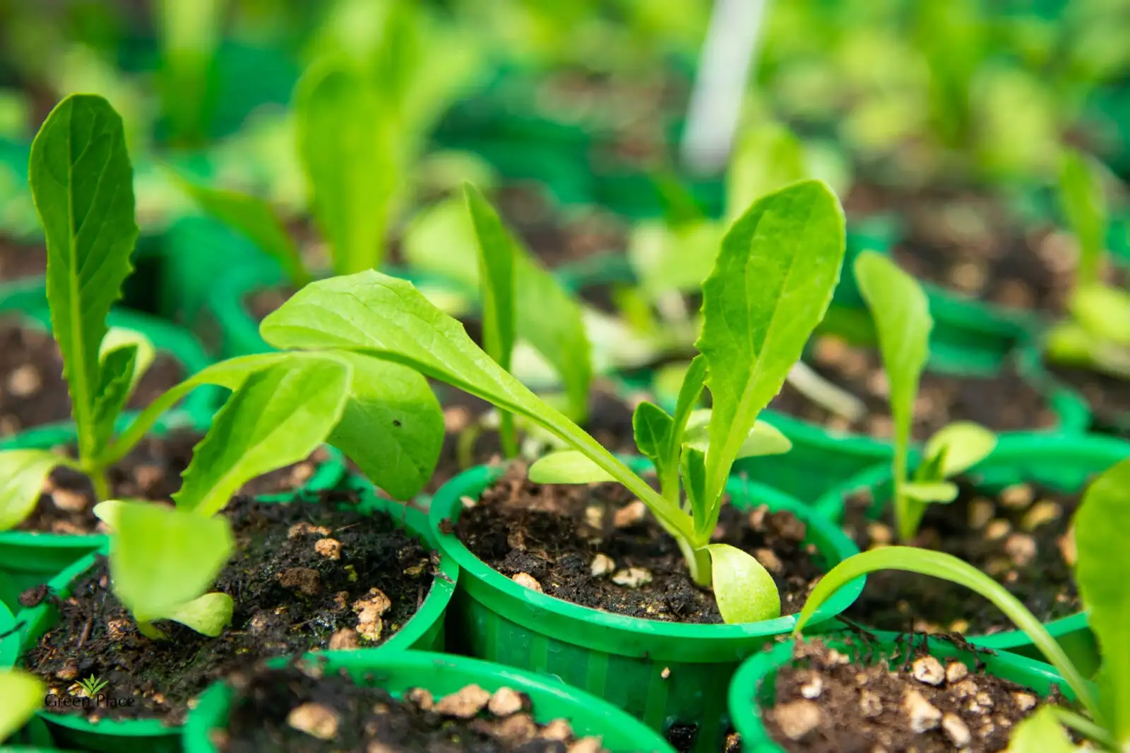 Салат Ромен (зеленый) фото 2