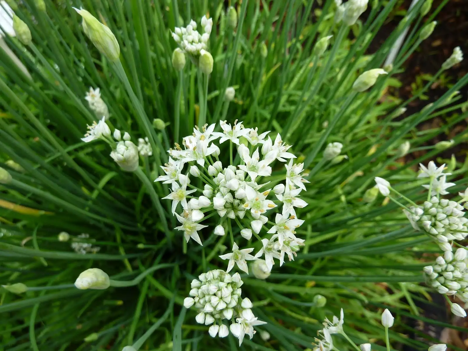 Семена лука (душистый джусай) фото 2