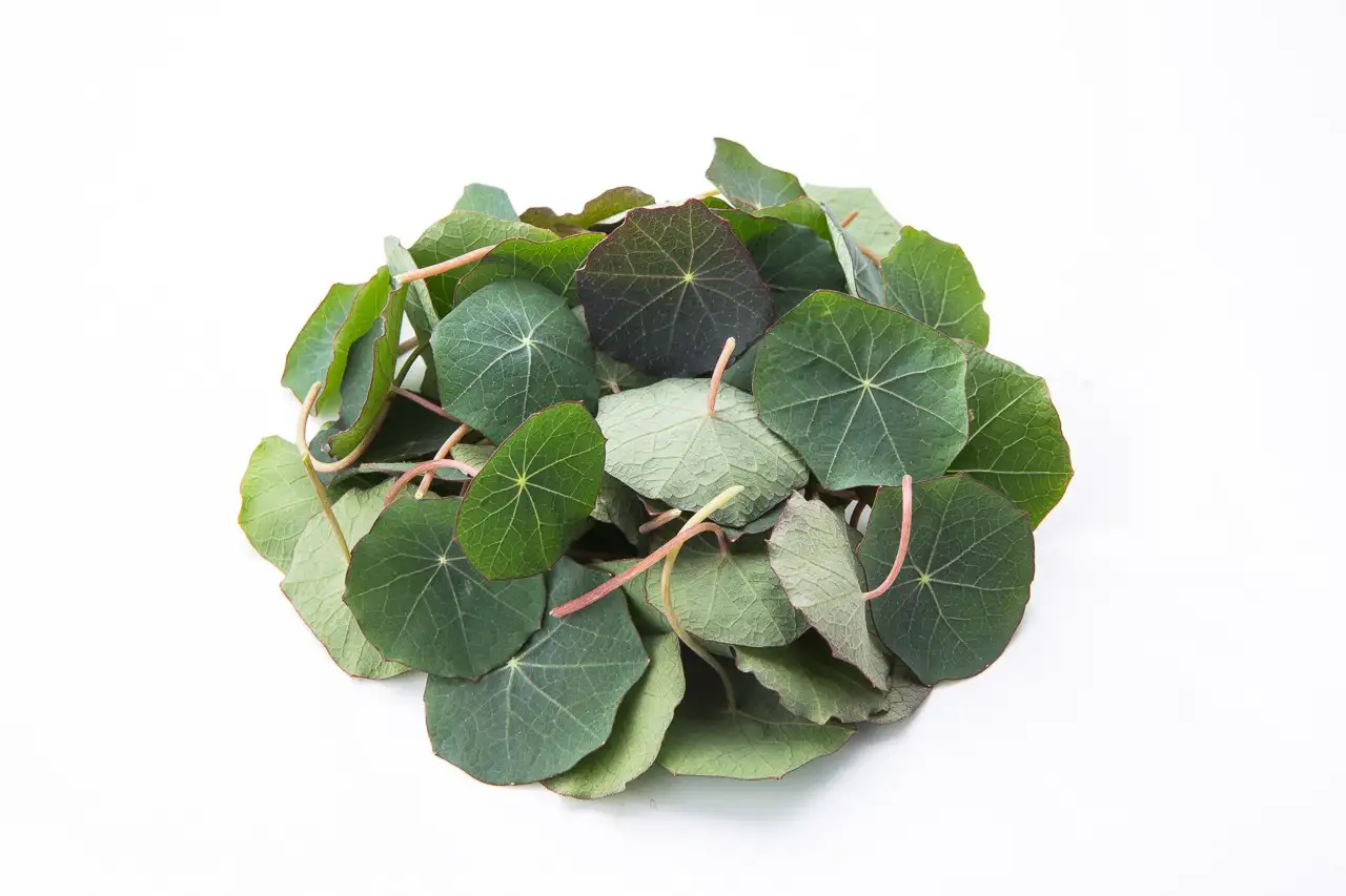 Семена настурции (съедобные цветы) фото 2