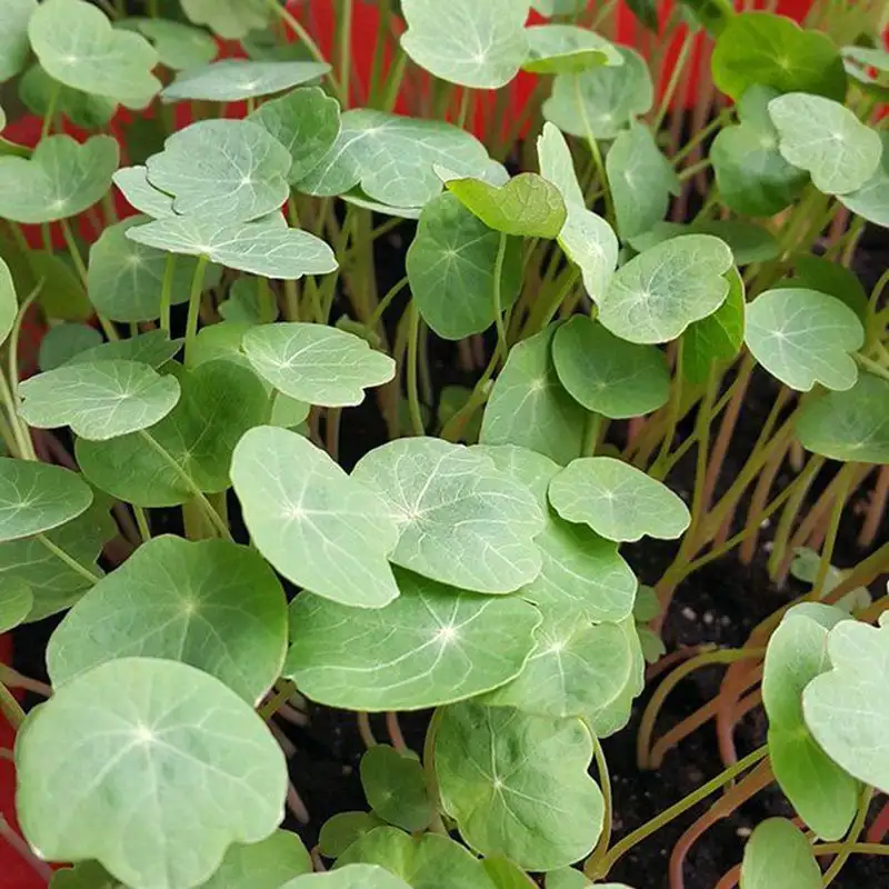 Семена настурции (съедобные цветы) фото 3