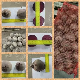 Свёкла столовая свежая