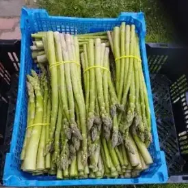 Спаржа свежая