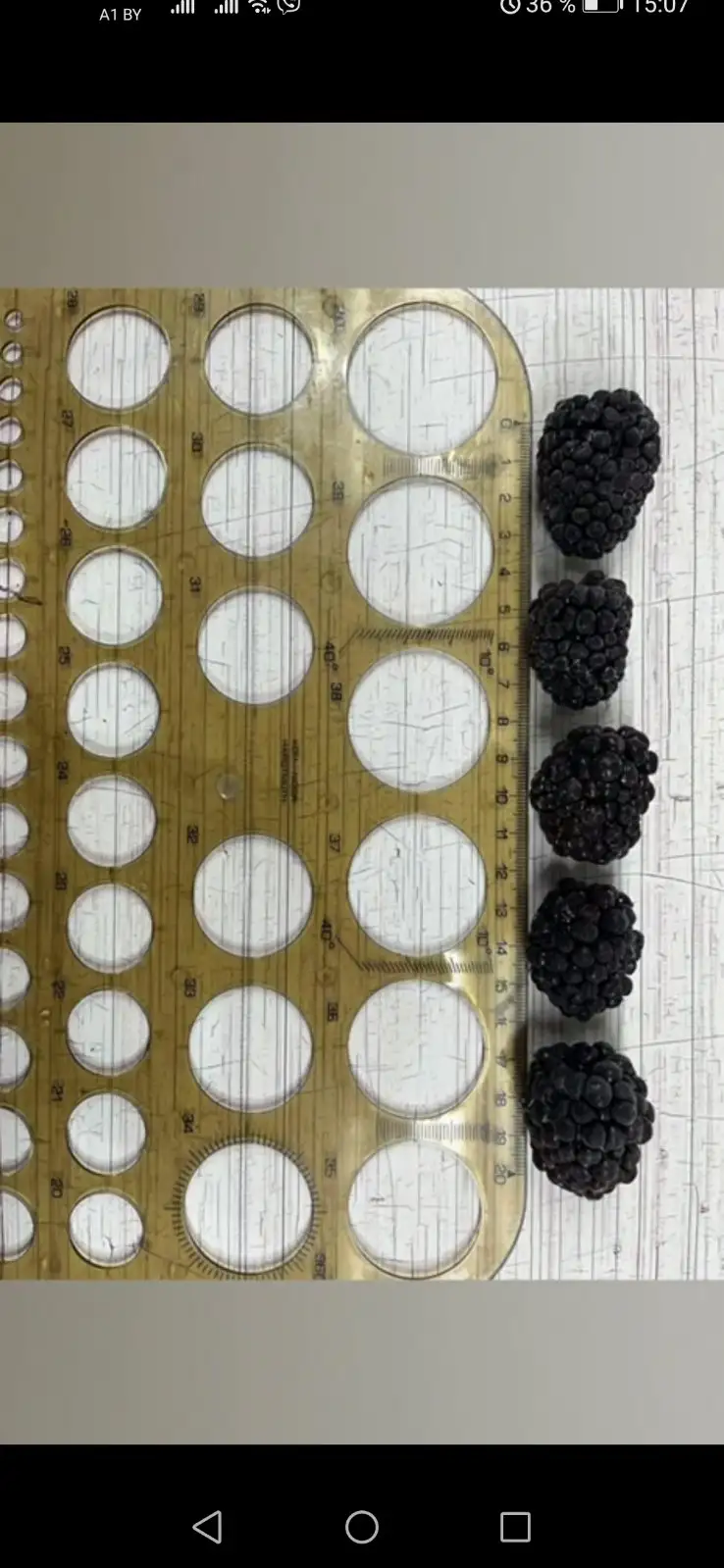 Ежевика быстрозамороженная фото 3