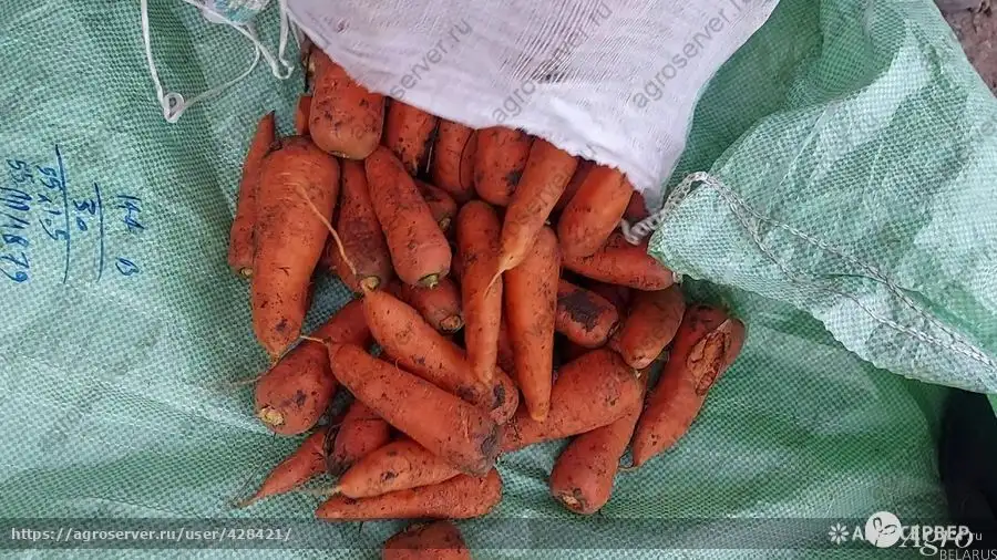 Морковь свежая. фото 6