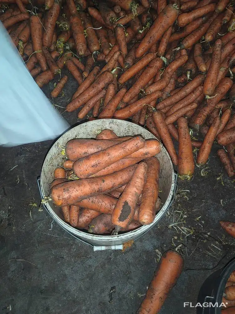 Морковь свежая. фото 2