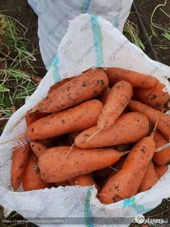 Морковь свежая. фото 5