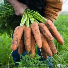 Морковь свежая.