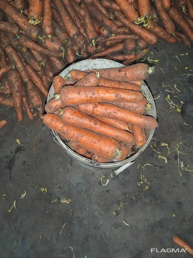 Морковь свежая. фото 3