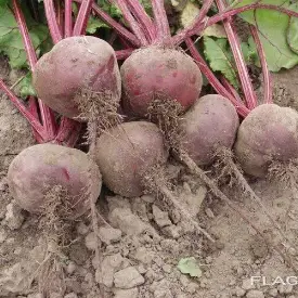 Свекла столовая свежая