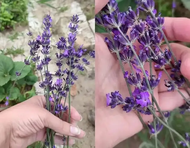 Саженцы лаванды Imperial Gem фото 2