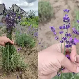 Саженцы лаванды Imperial Gem