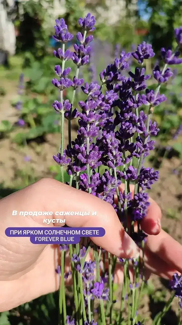 Саженцы лаванды Forever Blue фото 2