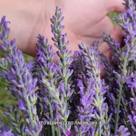 Саженцы лавандина Grosso (гибрид лаванды)