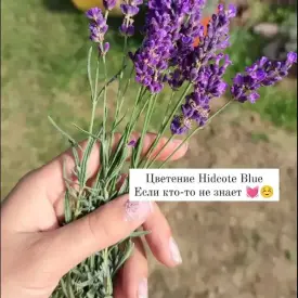 Саженцы лаванды Hidcote Blue