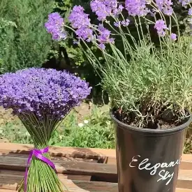 Саженцы лаванды Ellagance Sky
