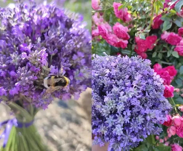 Саженцы лаванды Ellagance Sky фото 2