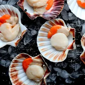 Гребешок на створке с икрой