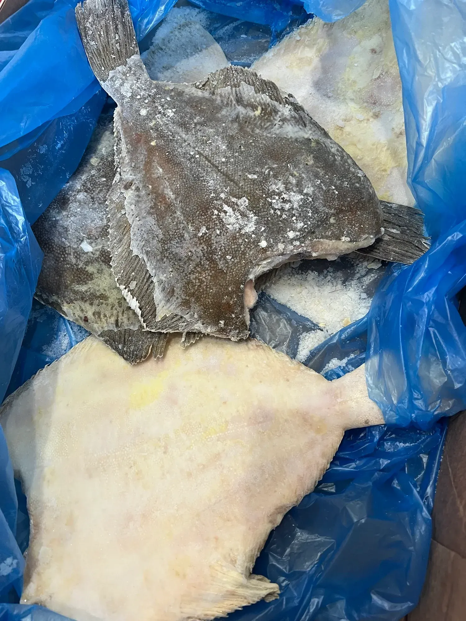 Камбала без головы фото 3