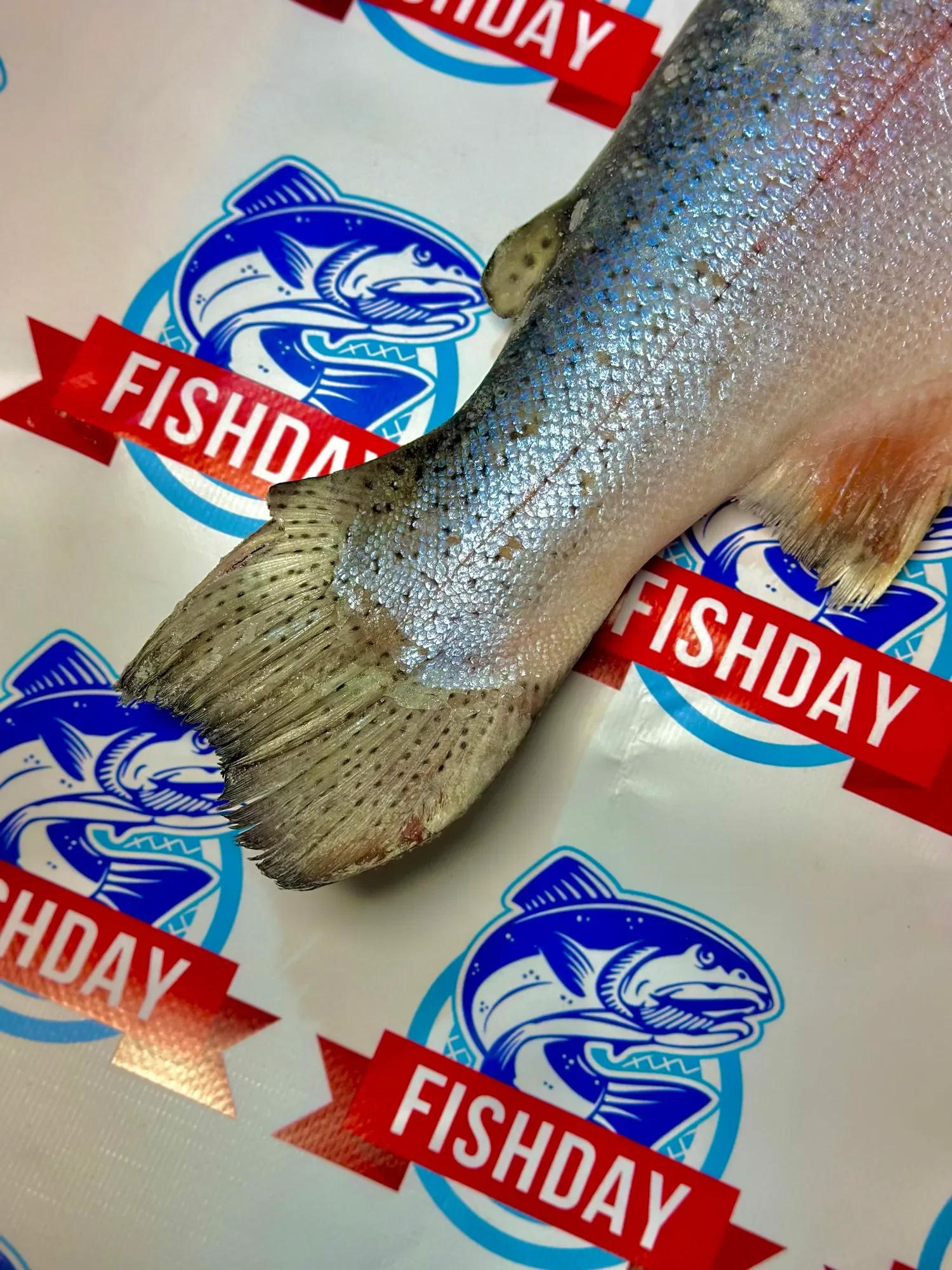 Форель потрошеная без головы фото 3