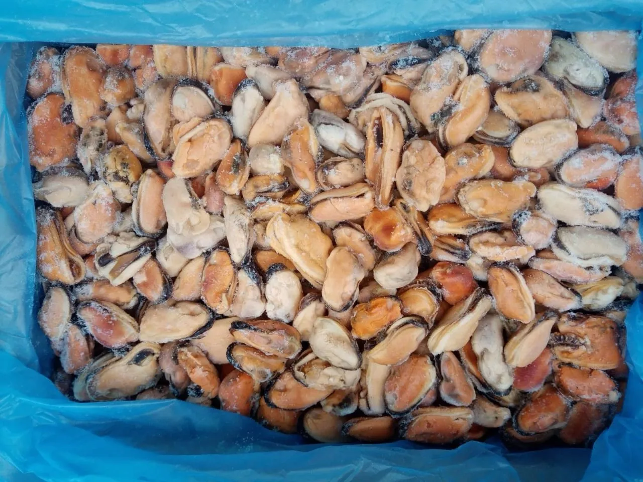 Мясо мидии фото 2