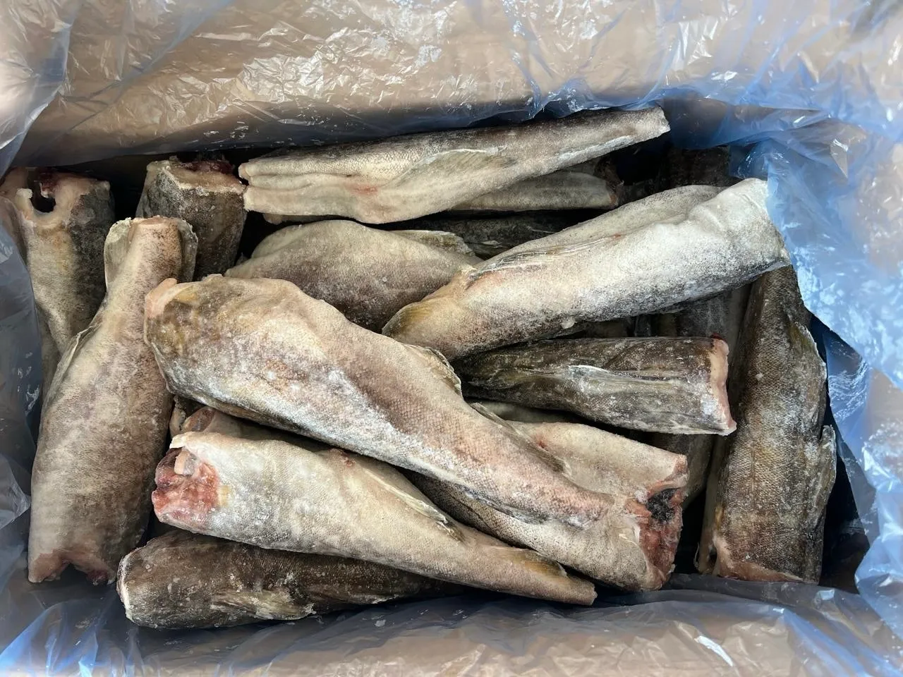 Треска тихоокеанская