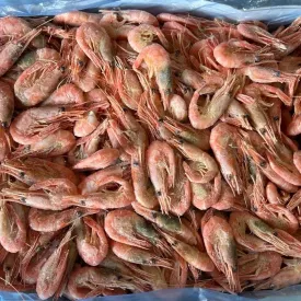 Креветка северная