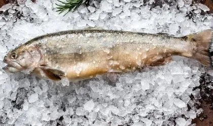 Голец неразделанный с головой фото 1