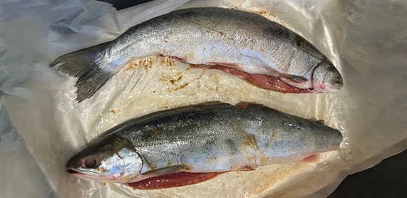 Голец неразделанный с головой фото 2