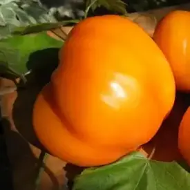 Семена томатов в ассортименте