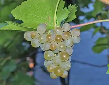 Саженцы винограда однолетние фото 4
