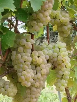 Саженцы винограда однолетние фото 3