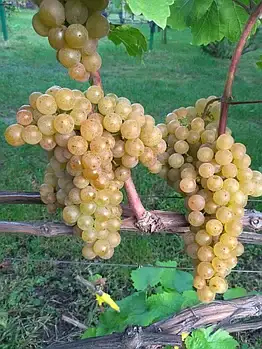 Саженцы винограда однолетние фото 8