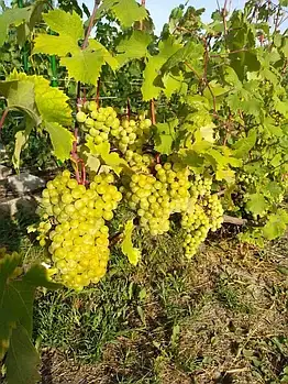 Саженцы винограда однолетние фото 7
