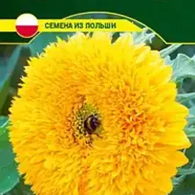 Подсолнечник декоративный Медвежонок Тедди, 15 шт (до 12.2024)
