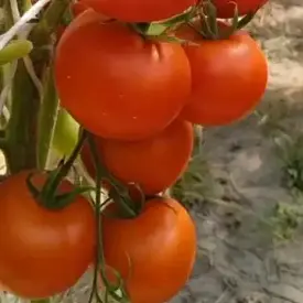 Семена томатов в ассортименте